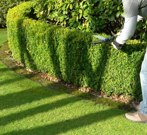 L'élagage d'arbres : une intervention technique et sécurisée