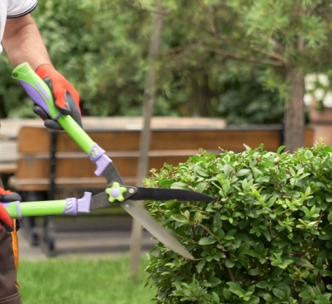 L'élagage d'arbres : une intervention technique et sécurisée