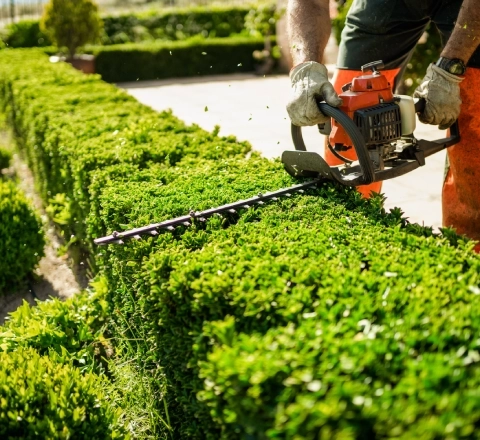 L'élagage d'arbres : une intervention technique et sécurisée